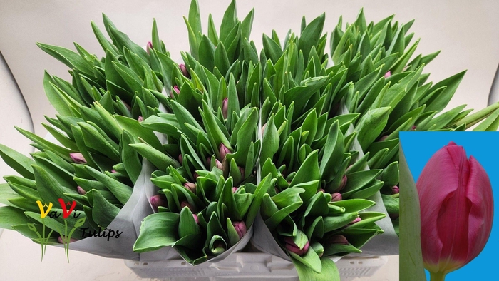 <h4>TU EN GALIBIER</h4>