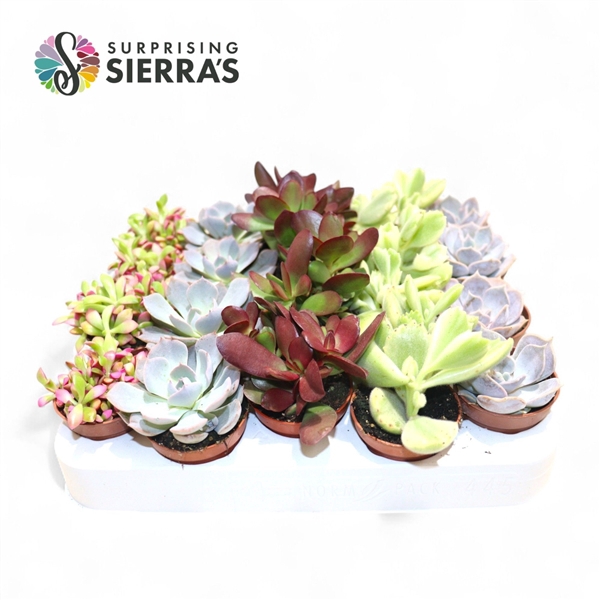 <h4>Sierra's® - Sevilla Succulent Mix (Deluxe)</h4>
