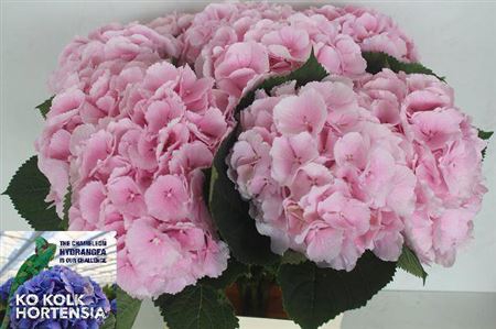 <h4>Hydr M Ch Verena</h4>