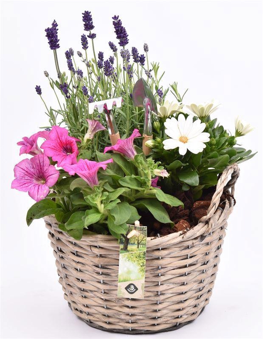 <h4>Wilg mand grijs met oor 23cm</h4>