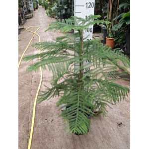 Araucaria heterophylla