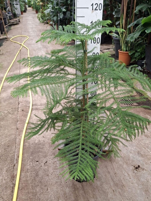 <h4>Araucaria heterophylla</h4>
