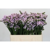 Limonium sinuatum Donau Birds