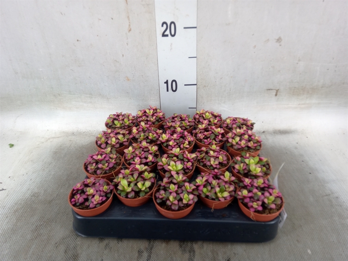 <h4>Succulents   ...</h4>