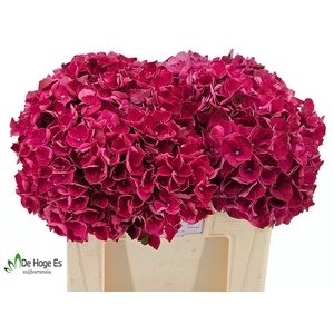 HYDR M MAG PINK RUBY
