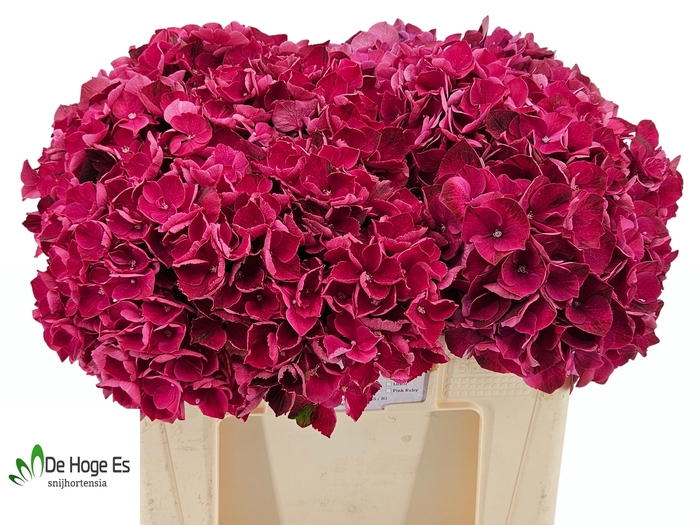 <h4>HYDR M MAG PINK RUBY</h4>