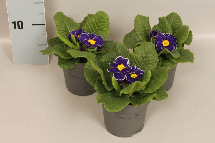 Primula acaulis Blue Rim