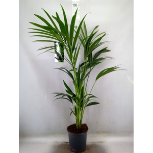Howea forsteriana