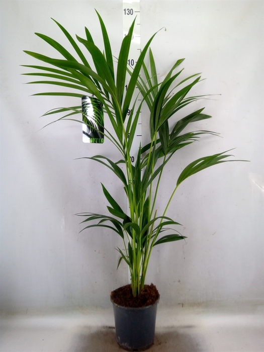 <h4>Howea forsteriana</h4>