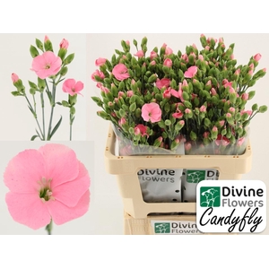 DIANTHUS TR 'SOLANDIS CANDYFLY'