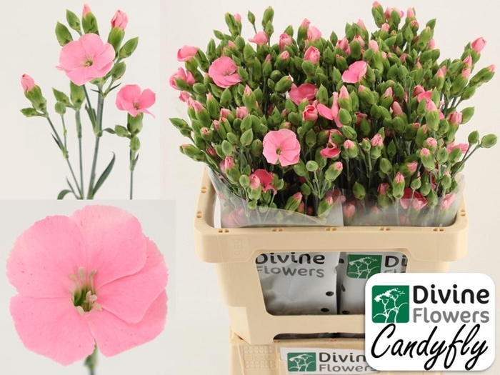 <h4>DIANTHUS TR 'SOLANDIS CANDYFLY'</h4>