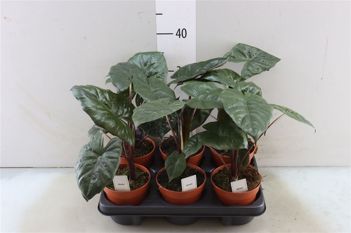 <h4>Alocasia Yucatan Princes</h4>