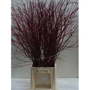 CORNUS ALBA SIBIRICA