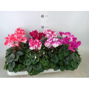 Cyclamen MD 'Indiaka'