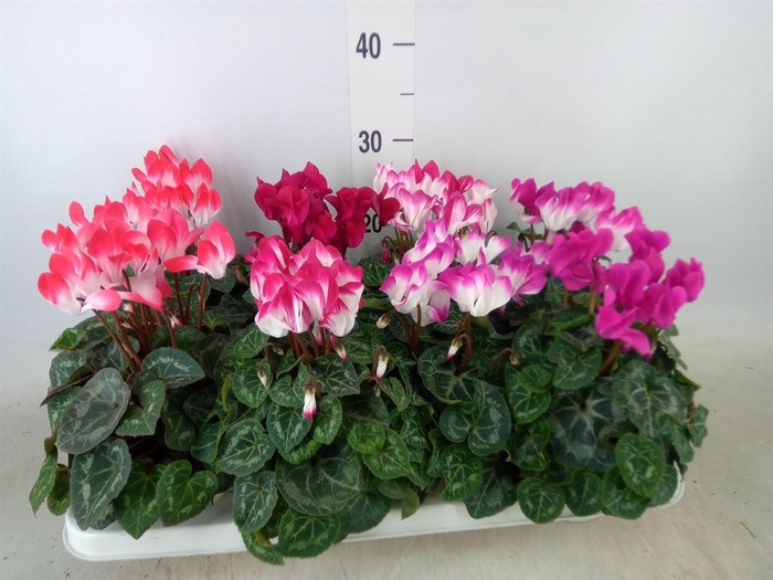 <h4>Cyclamen MD 'Indiaka'</h4>