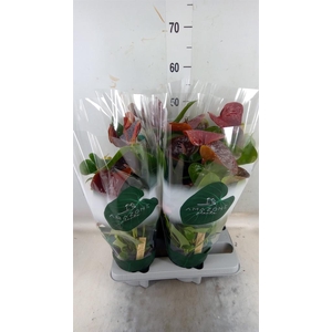 Anthurium andr. 'Essencia'