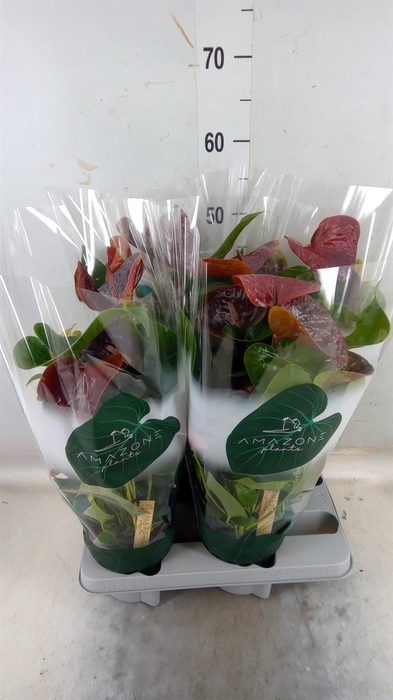 <h4>Anthurium andr. 'Essencia'</h4>