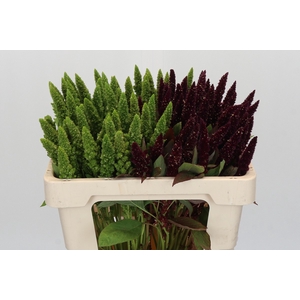 Amaranthus gemengd