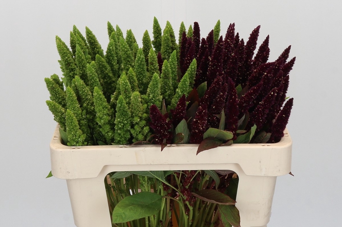 <h4>Amaranthus gemengd</h4>