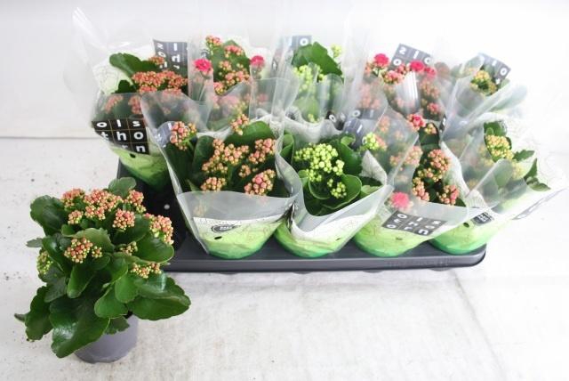 <h4>KAL GE GEM 4 KL</h4>