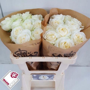 R GR LADY LINDSEY+ .