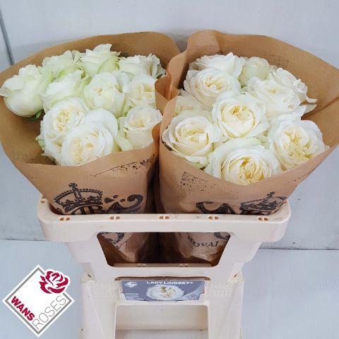 <h4>R GR LADY LINDSEY+ .</h4>