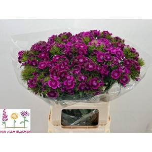 DI BARB WILL MAG BIC