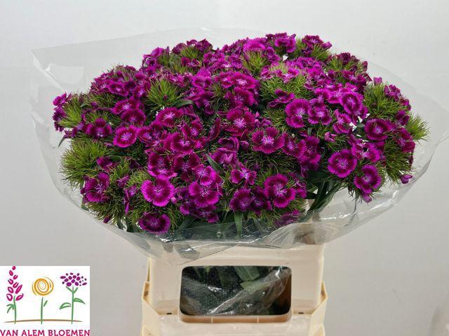 <h4>DI BARB WILL MAG BIC</h4>