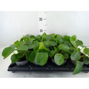 Pilea peperomioides