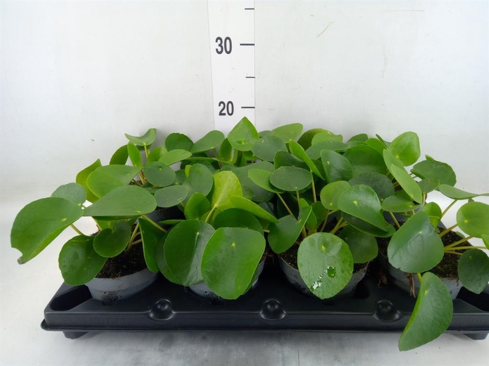 <h4>Pilea peperomioides</h4>