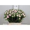 Callis Jules Pink