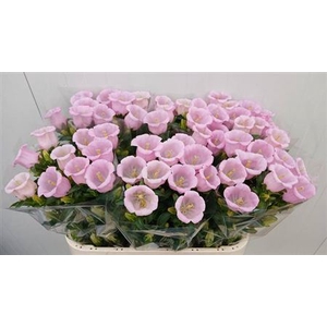 Camp M Campana Pink