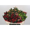 Hypericum Rainbow Romance Spray