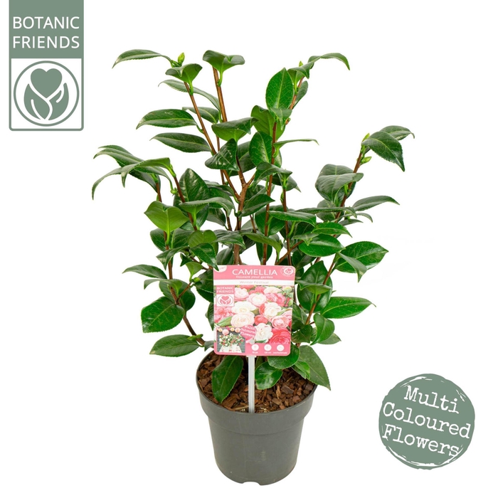 <h4>Camellia japonica</h4>