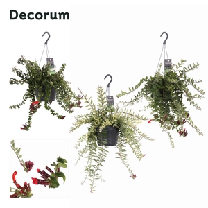 Aeschynanthus Bloeiend gemengd