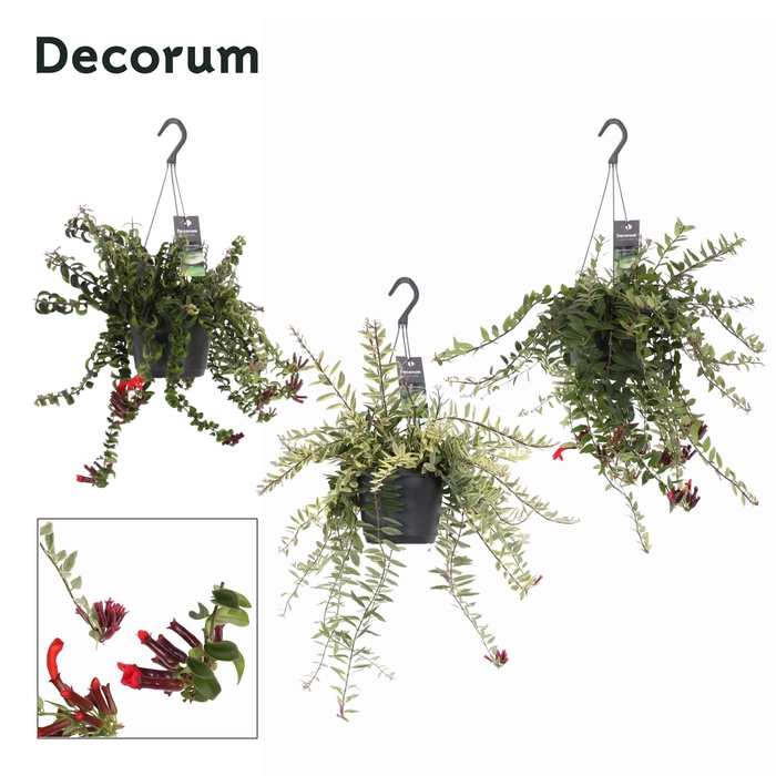 <h4>Aeschynanthus Gemengd Bloeiend</h4>