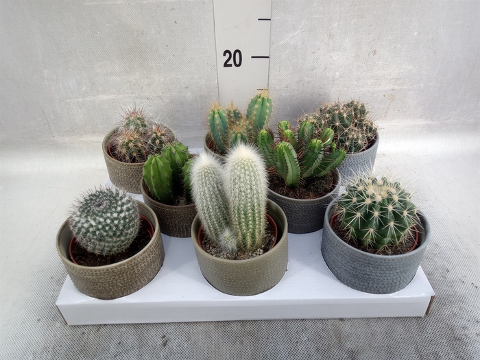 <h4>Cactus   ...</h4>