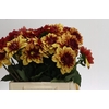 Dahlia Creme de Cognac