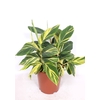 Alpinia Variegata
