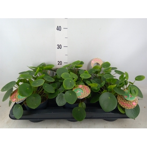 Pilea peperomoides