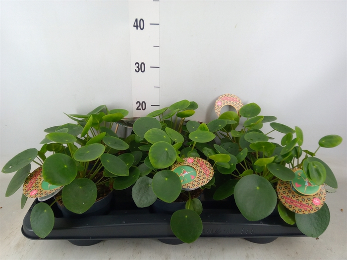 <h4>Pilea peperomoides</h4>