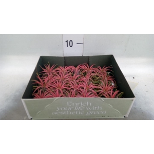 Tillandsia