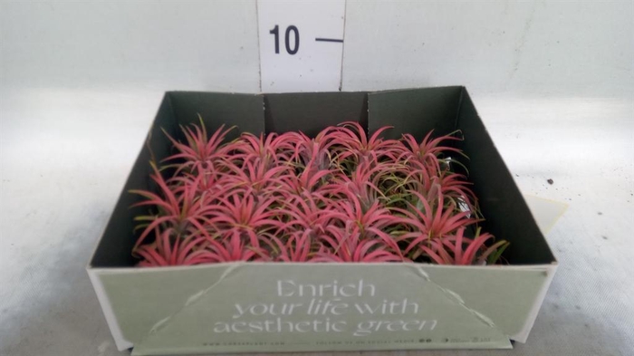 <h4>Tillandsia</h4>