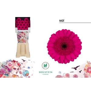 Gerbera mini Noï