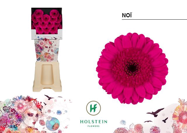 <h4>Gerbera mini Noï</h4>