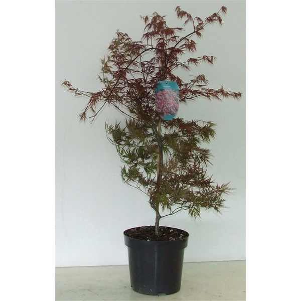 <h4>Acer palmatum 'Orangeola' P26</h4>