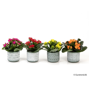 KALANCHOE BLOSSF P6 E 3103