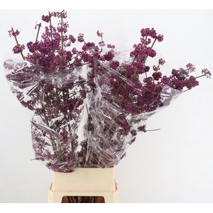 CALLICARPA BOD PROFU