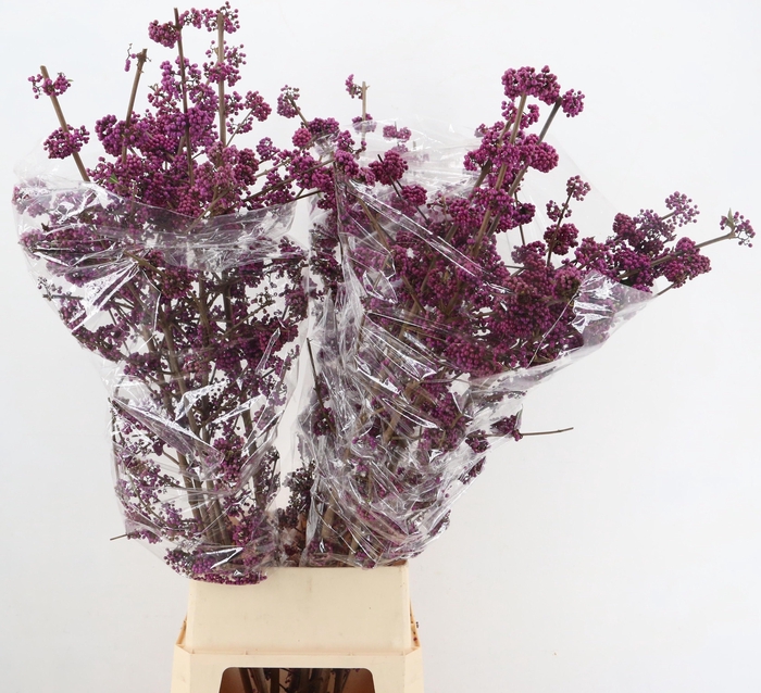 <h4>CALLICARPA BOD PROFU</h4>