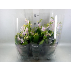 Phalaenopsis multi.   ...